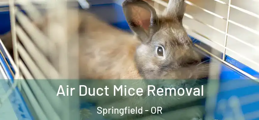  Air Duct Mice Removal Springfield - OR